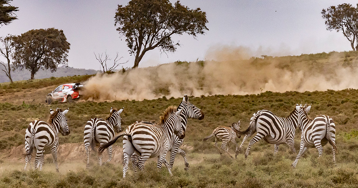 GALLERY | SAFARI RALLY KENYA | 06 | 2022 | REPORT | WRC | TOYOTA GAZOO ...