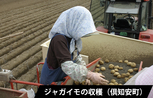 ジャガイモの収穫（倶知安町）