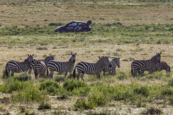 WRC 2024年 第3戦 サファリ・ラリー・ケニア フォト&ムービー DAY4