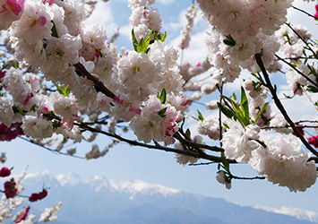 花桃が爽やかな春を感じさせる中川村には、多くの観光客が訪れていた。