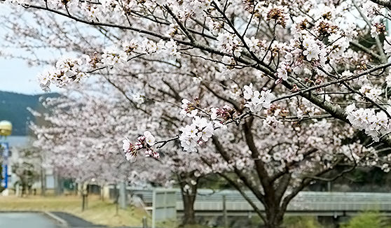 京都はちょうど桜の季節。南丹付近も桜が咲き誇り、参加者たちを華やかに出迎えた。