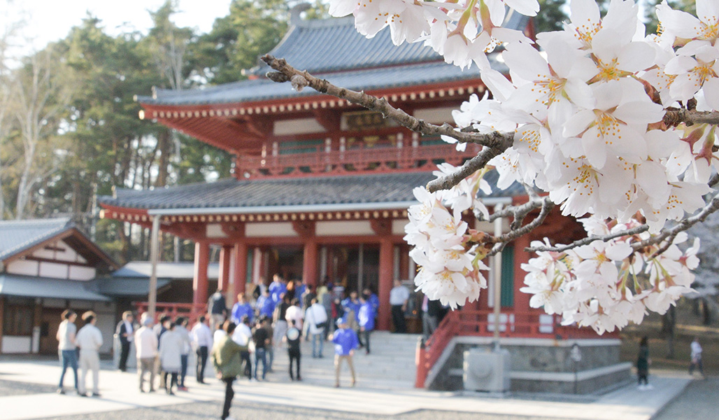 蓼科山聖光寺の境内には約300本のソメイヨシノが植えられ、タイミングが良ければ咲き誇る桜が楽しめるかもしれない。